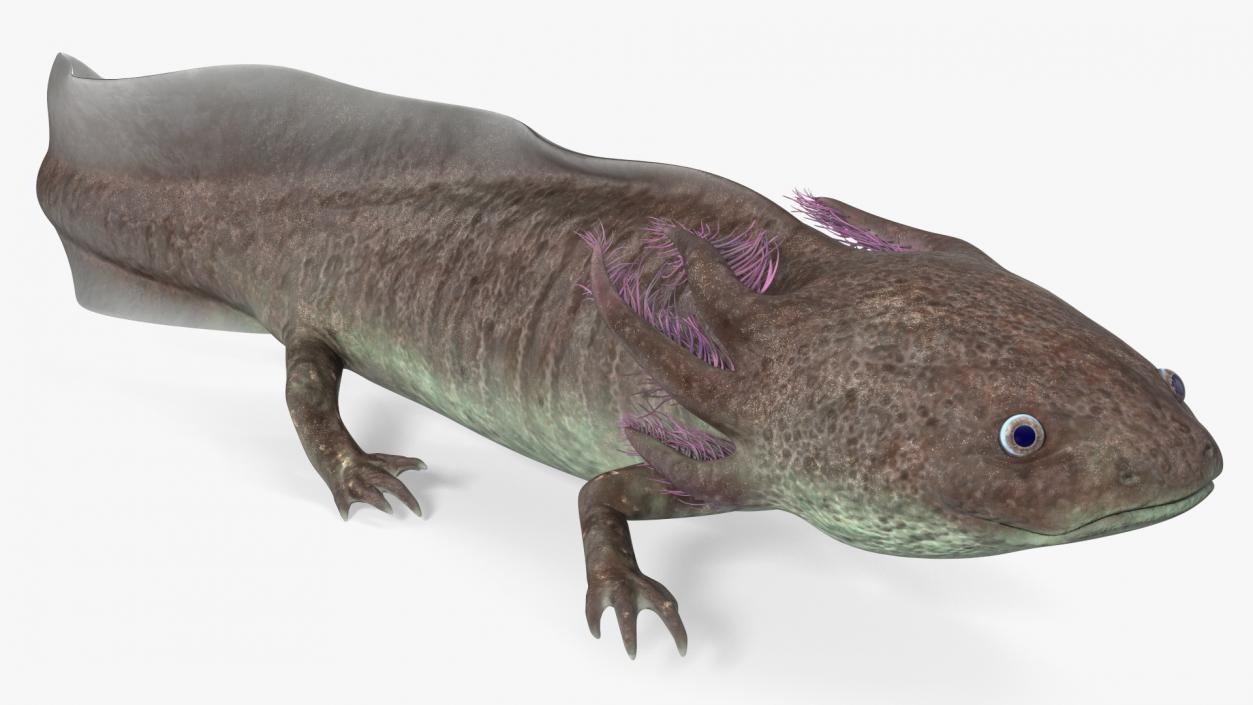 3D Mexican Brown Axolotl Rigged model