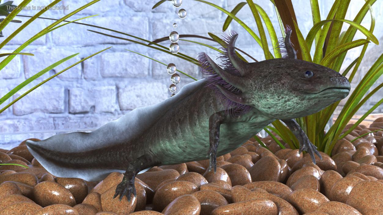 3D Mexican Brown Axolotl Rigged model