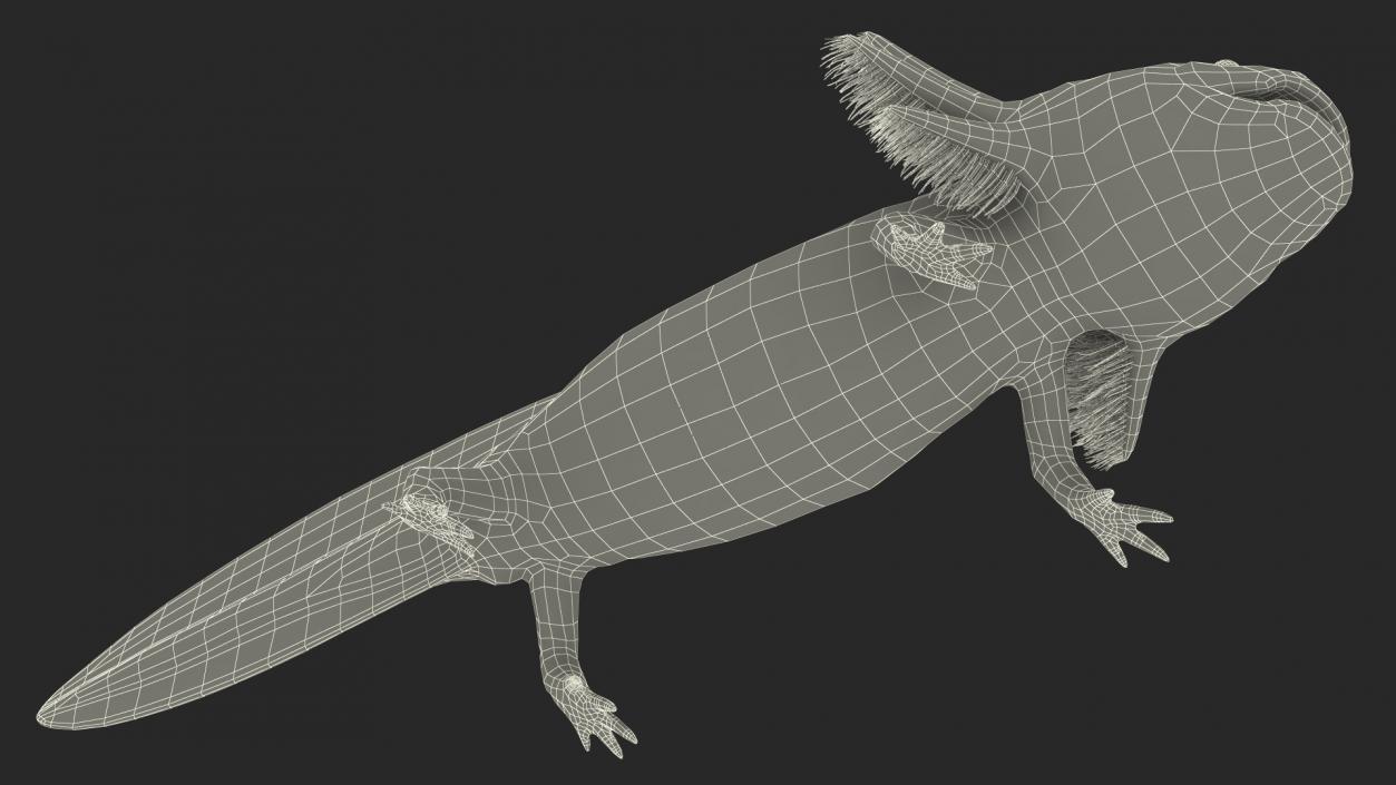 3D Mexican Brown Axolotl Rigged model