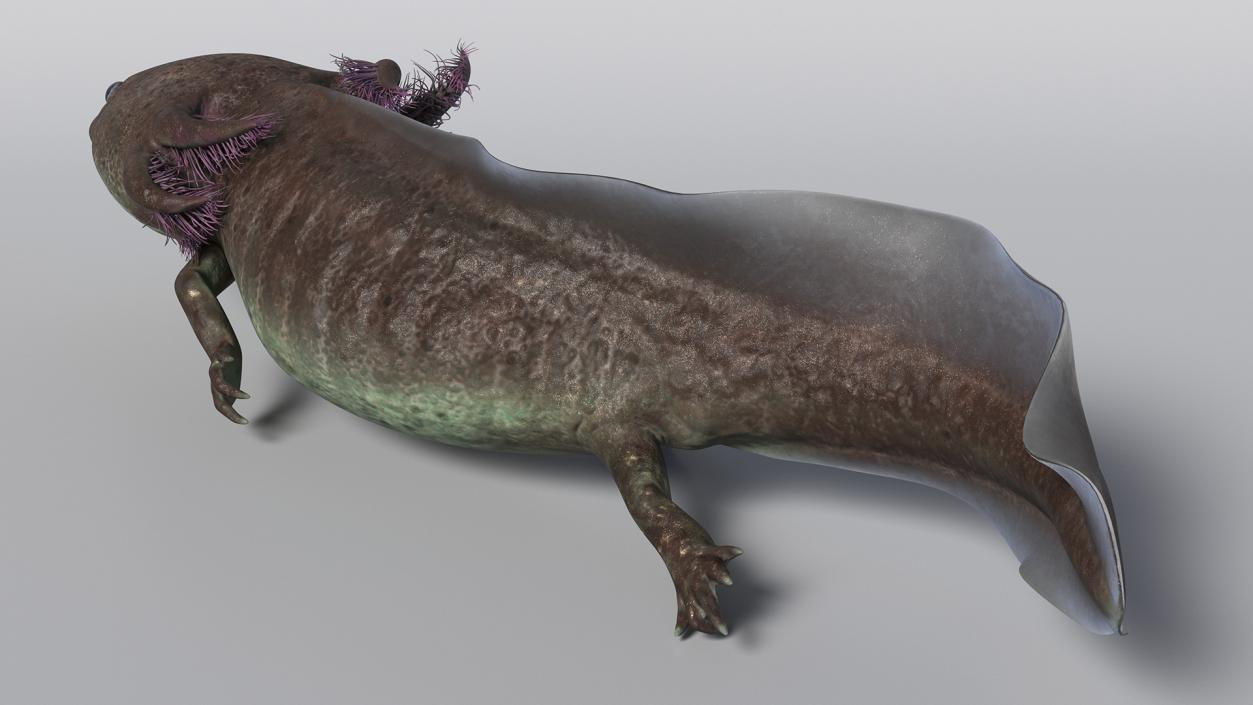 3D Mexican Brown Axolotl Rigged model