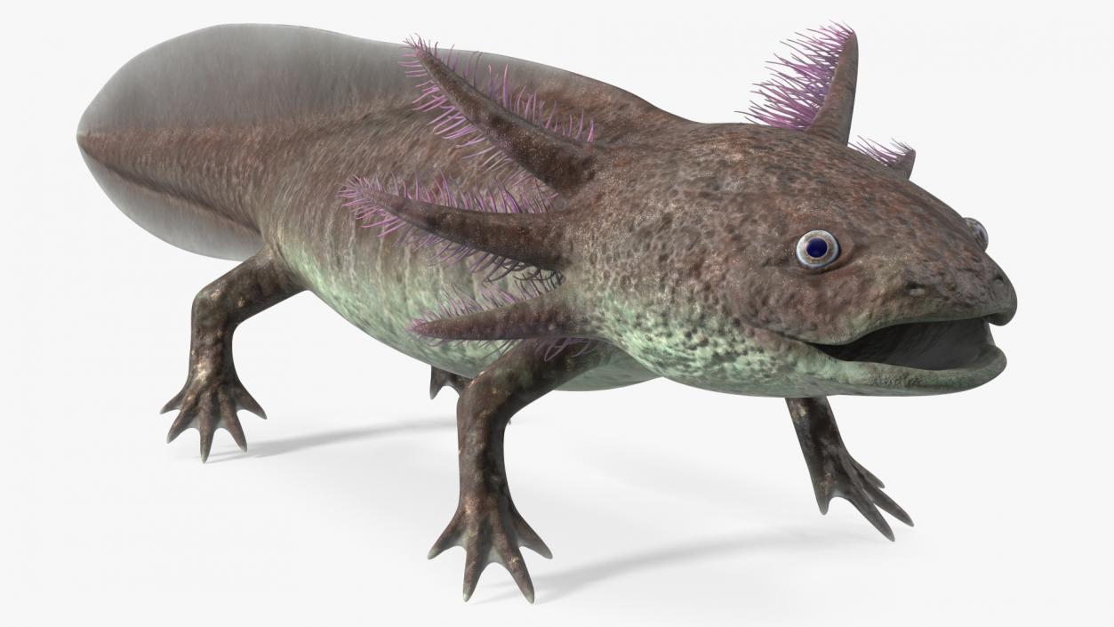 3D Mexican Brown Axolotl Rigged model