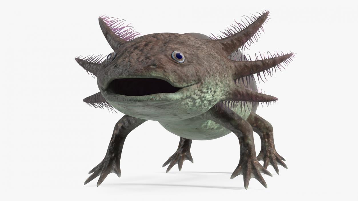 3D Mexican Brown Axolotl Rigged model