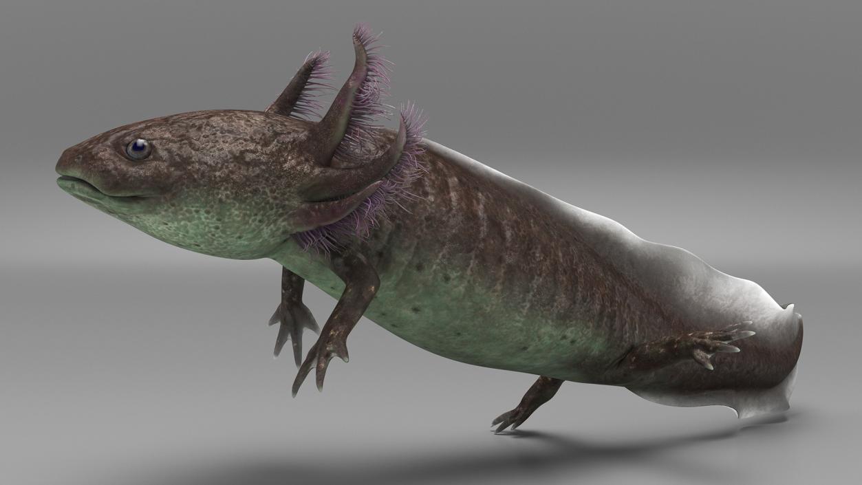 3D Mexican Brown Axolotl Rigged model