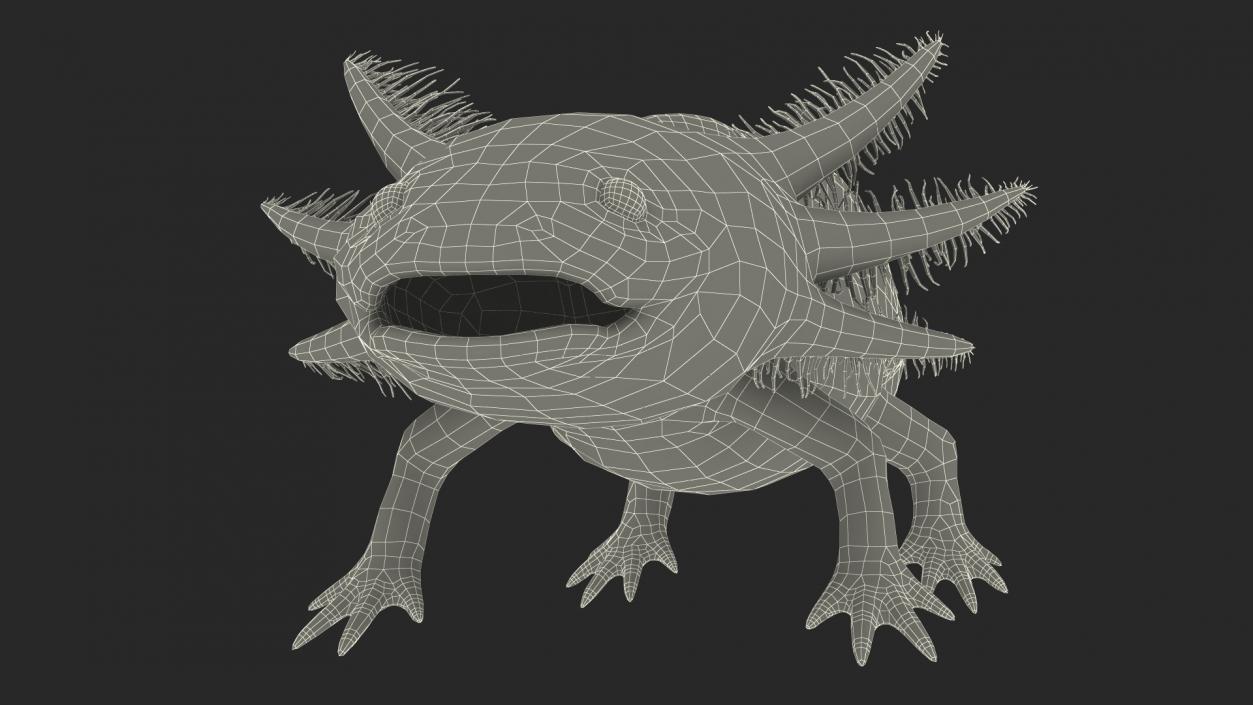 3D Mexican Brown Axolotl Rigged model