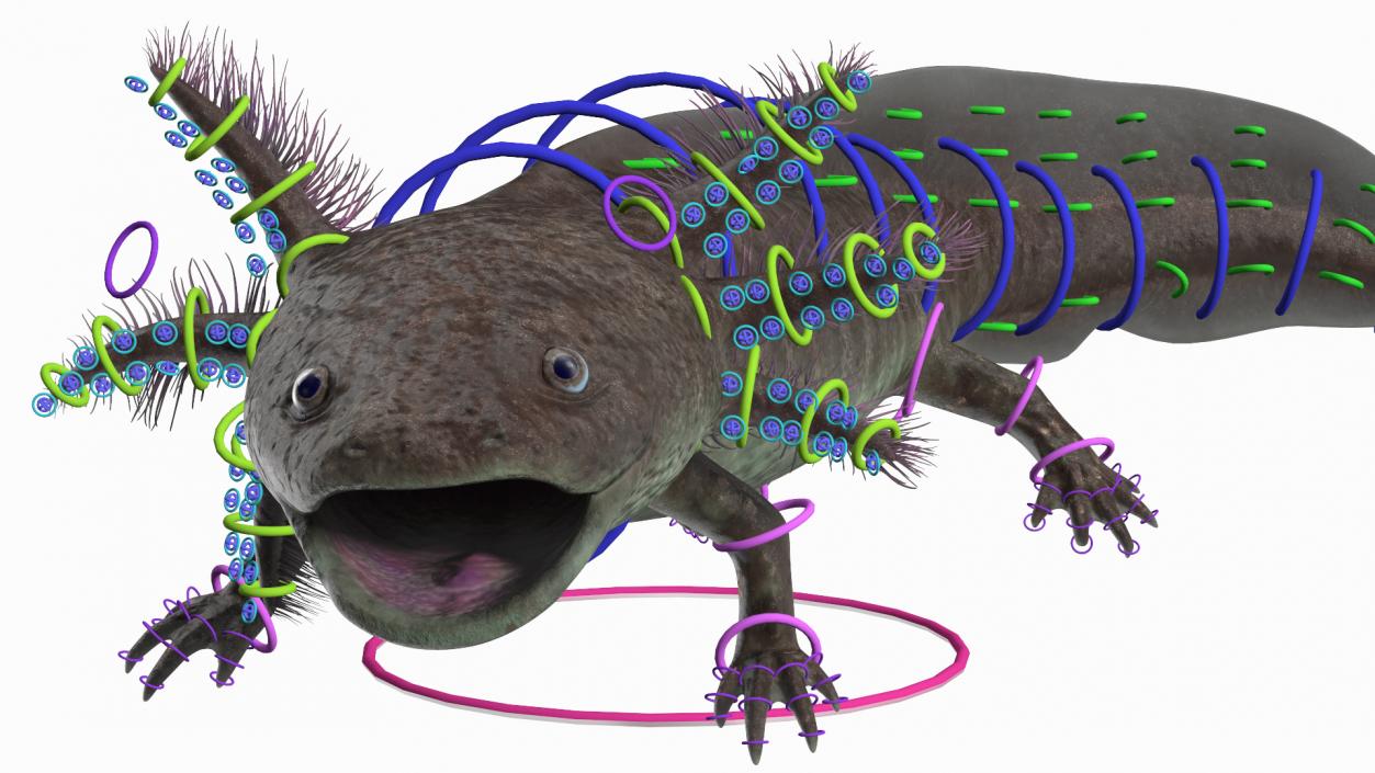 3D Mexican Brown Axolotl Rigged model