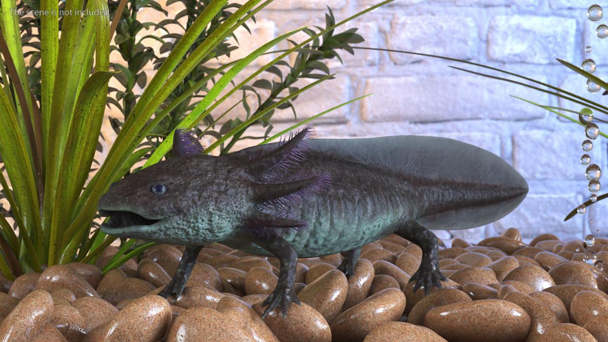 3D Mexican Brown Axolotl Rigged model