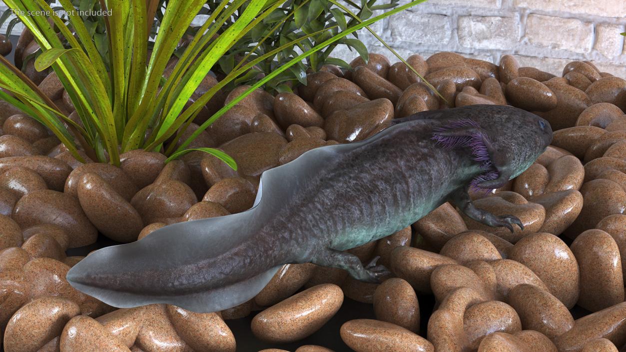 3D Mexican Brown Axolotl Rigged model