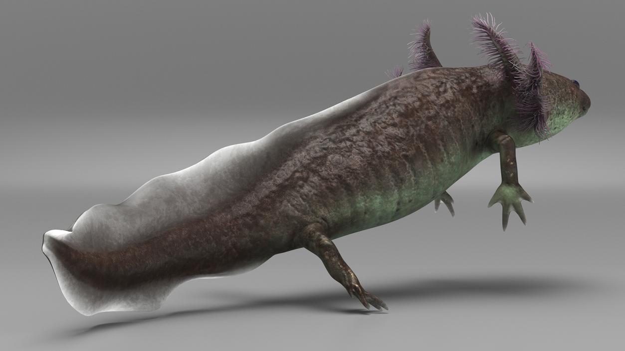 3D Mexican Brown Axolotl Rigged model