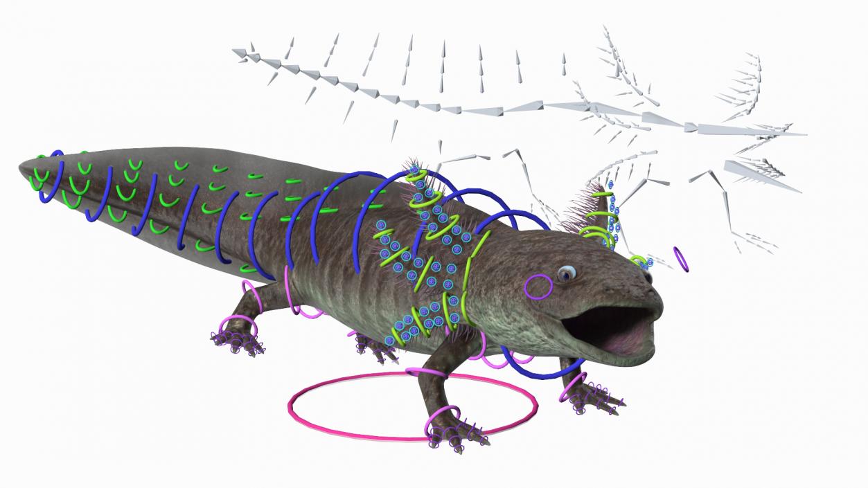 3D Mexican Brown Axolotl Rigged model