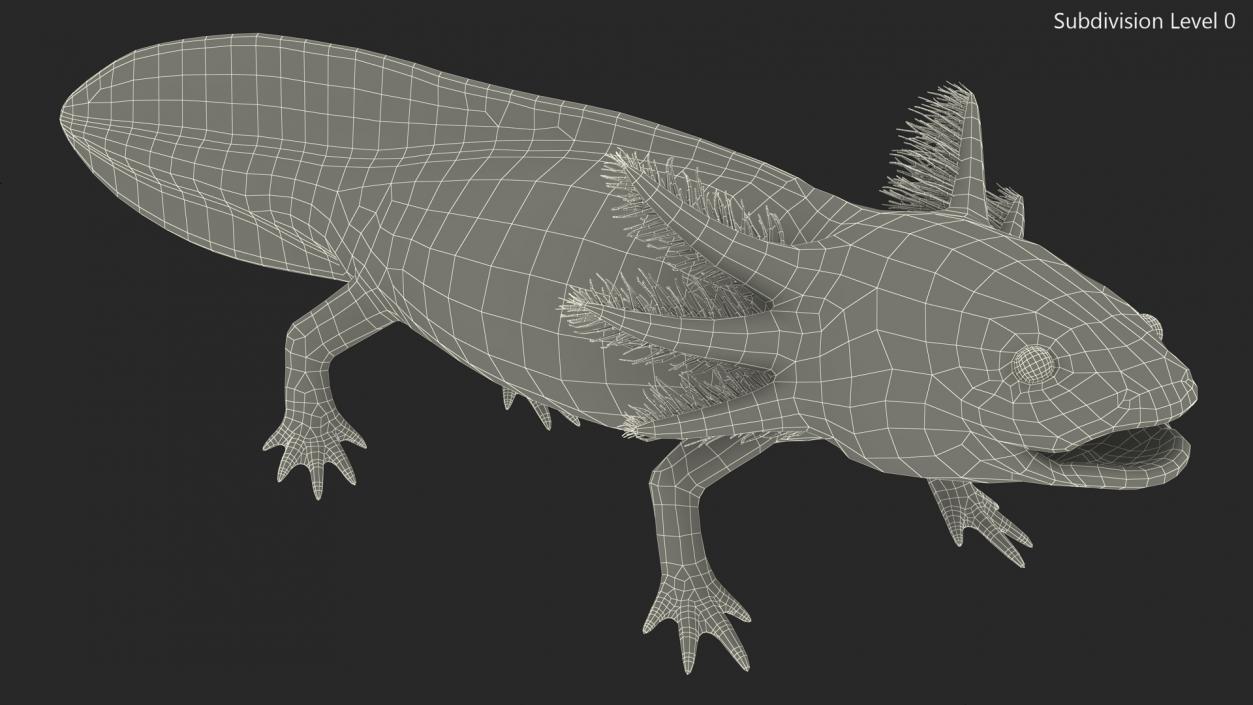 3D Mexican Brown Axolotl Rigged model