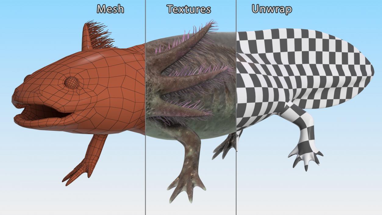 3D Mexican Brown Axolotl Rigged model