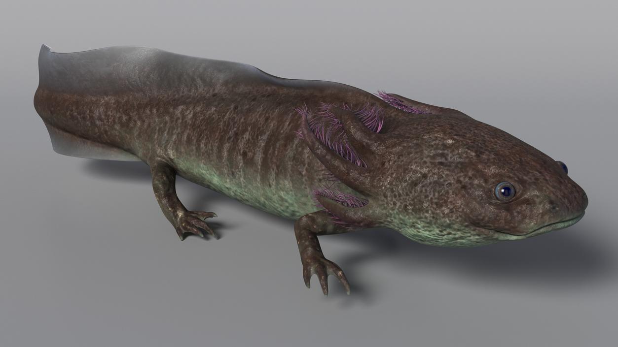 3D Mexican Brown Axolotl Rigged model