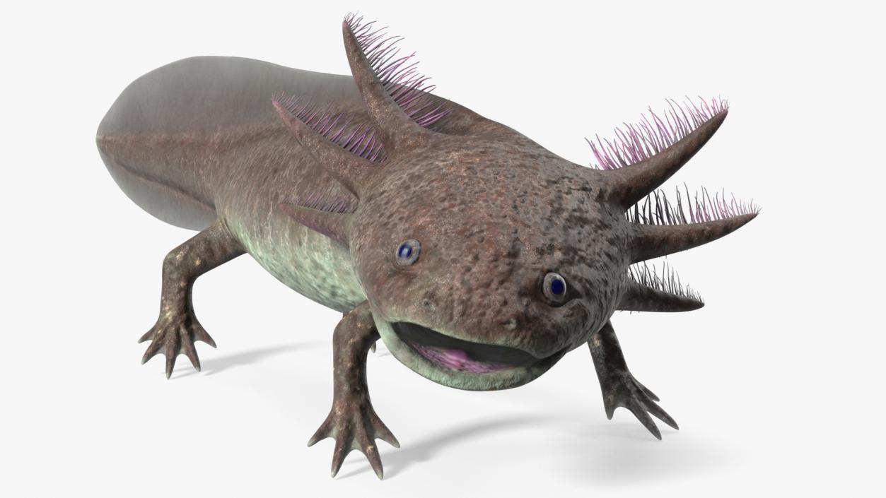 3D Mexican Brown Axolotl Rigged model