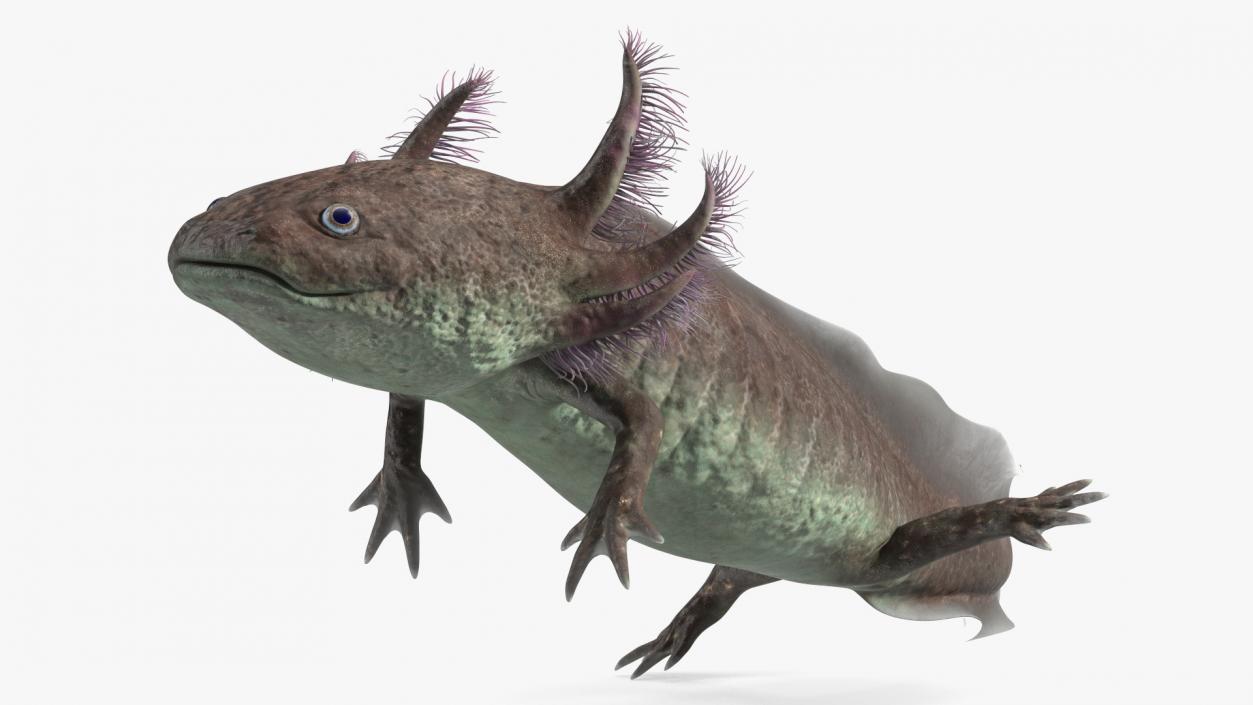 3D Mexican Brown Axolotl Rigged model