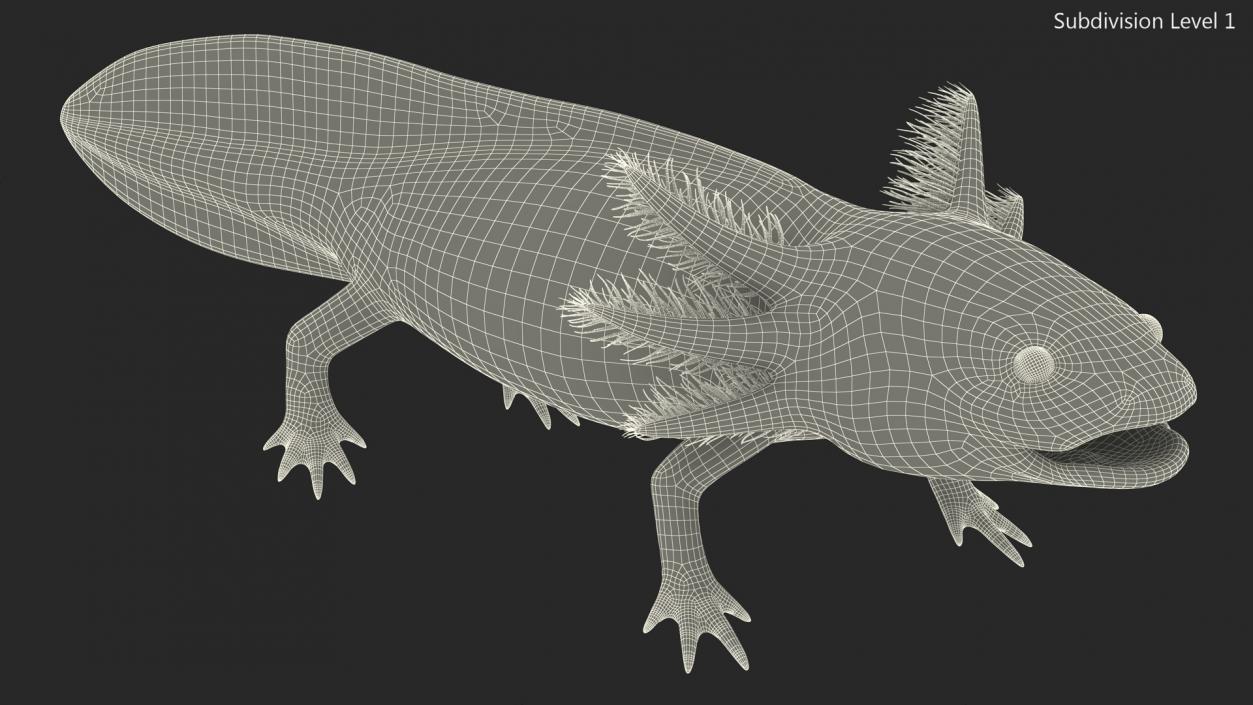 3D Mexican Brown Axolotl Rigged model