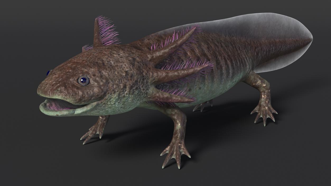 3D Mexican Brown Axolotl Rigged model