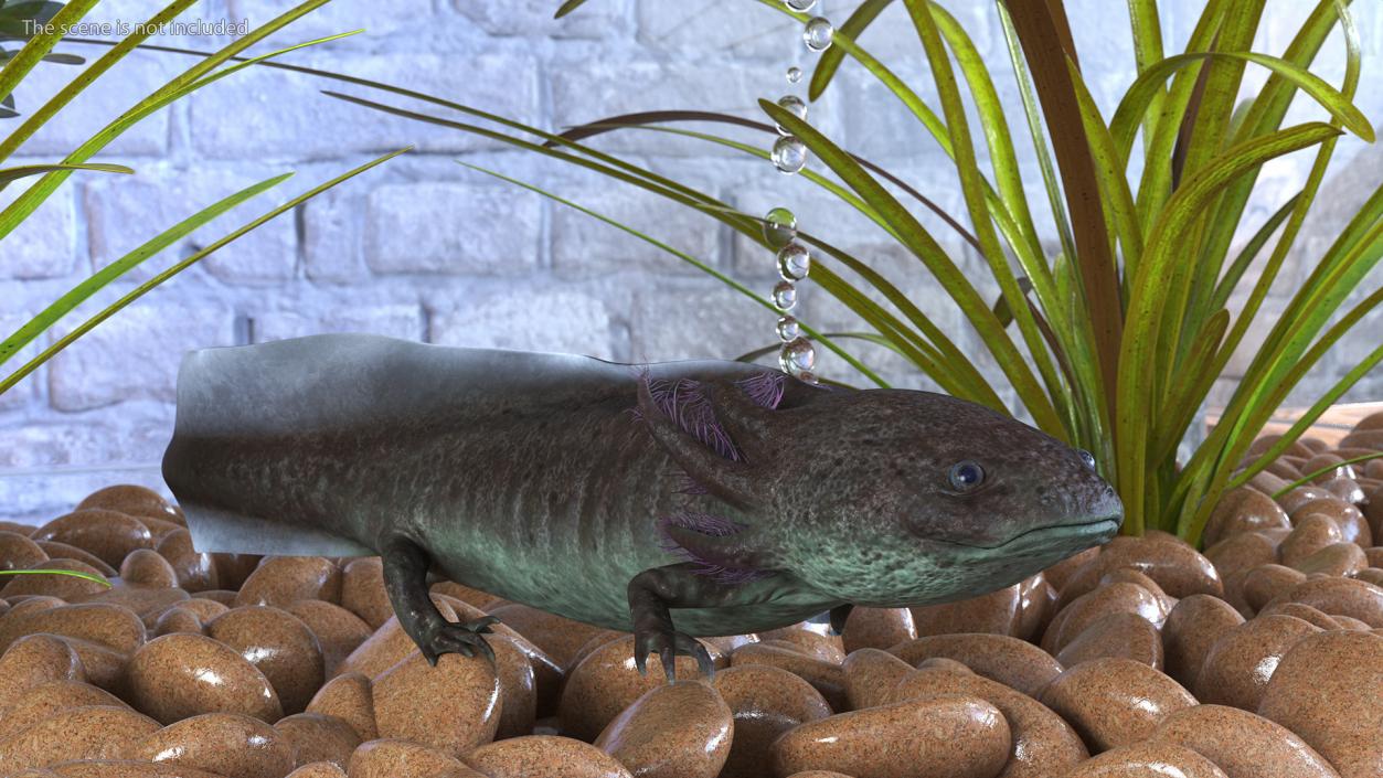 3D Mexican Brown Axolotl Rigged model