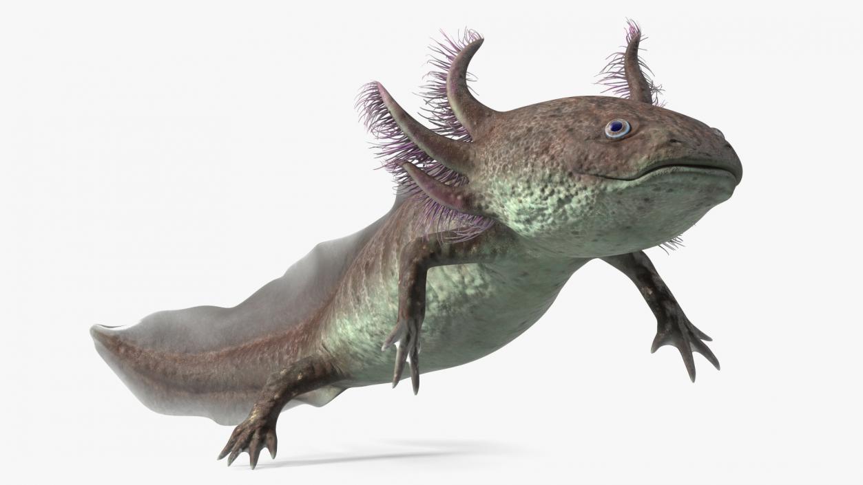 3D Mexican Brown Axolotl Rigged model