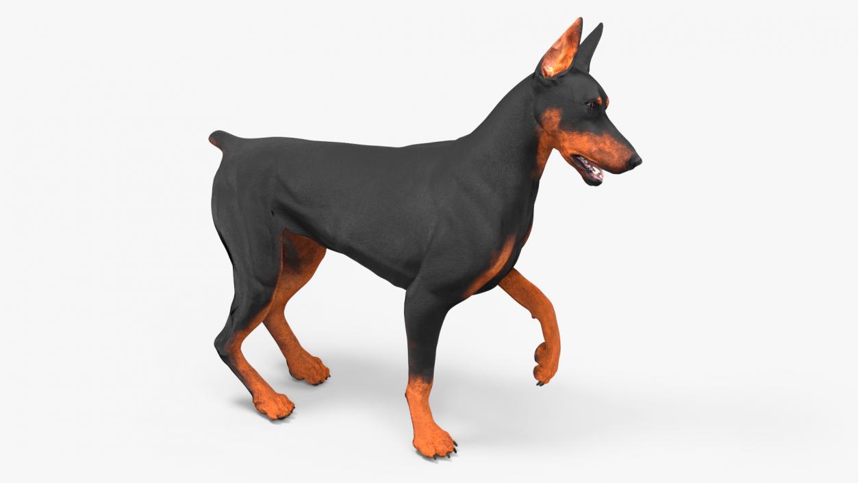 Doberman Pinscher Dog Rigged for Cinema 4D 2 3D model