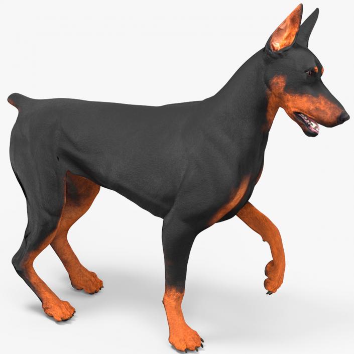 Doberman Pinscher Dog Rigged for Cinema 4D 2 3D model