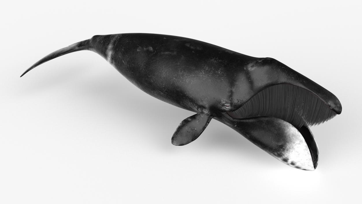 Arctic Bowhead Whale Fur 3D model