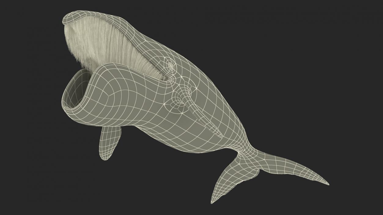 Arctic Bowhead Whale Fur 3D model