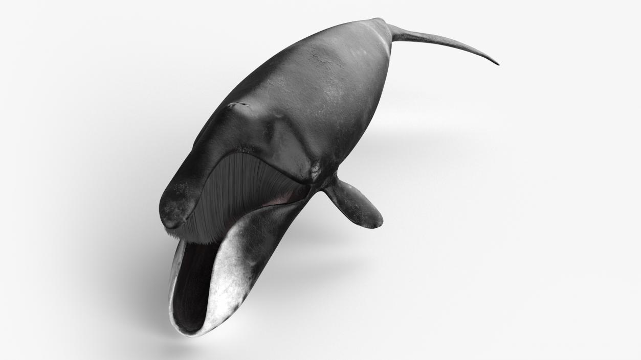 Arctic Bowhead Whale Fur 3D model