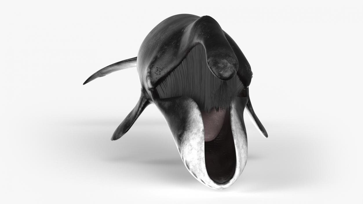 Arctic Bowhead Whale Fur 3D model