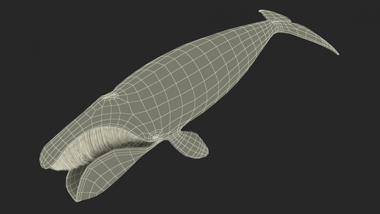 Arctic Bowhead Whale Fur 3D model