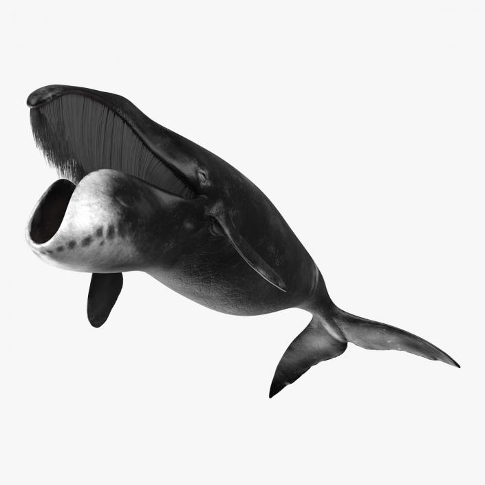 Arctic Bowhead Whale Fur 3D model