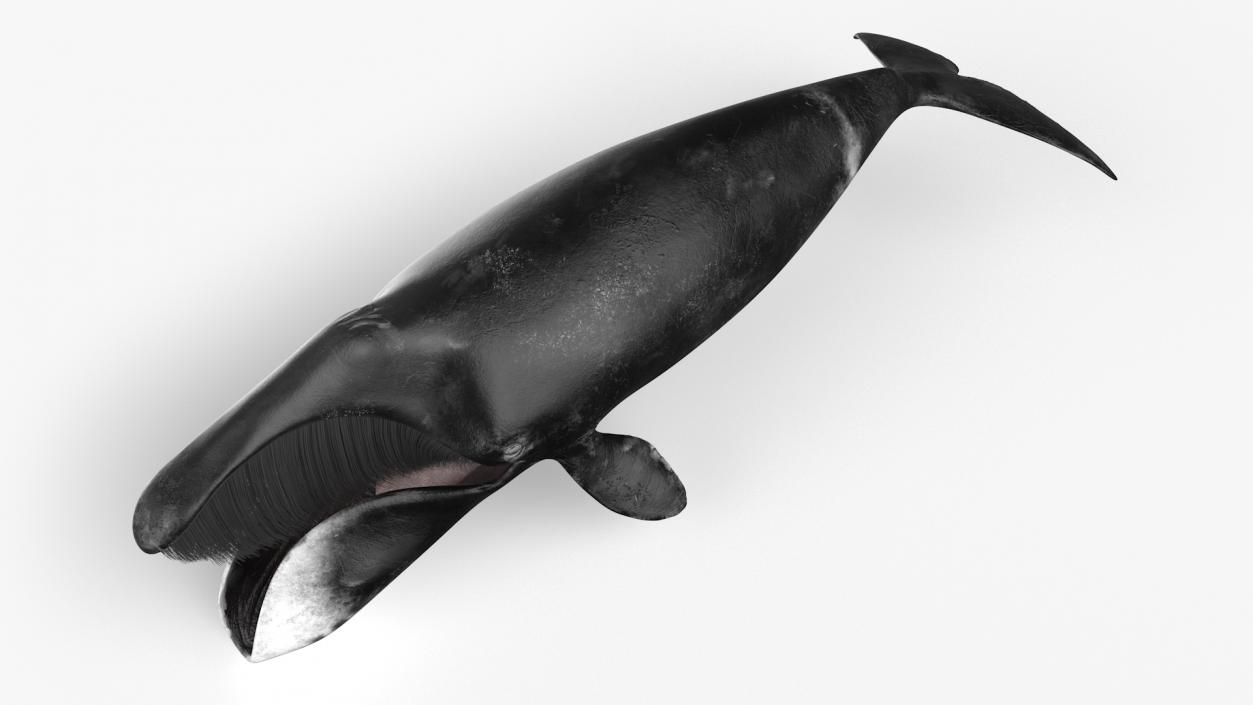 Arctic Bowhead Whale Fur 3D model