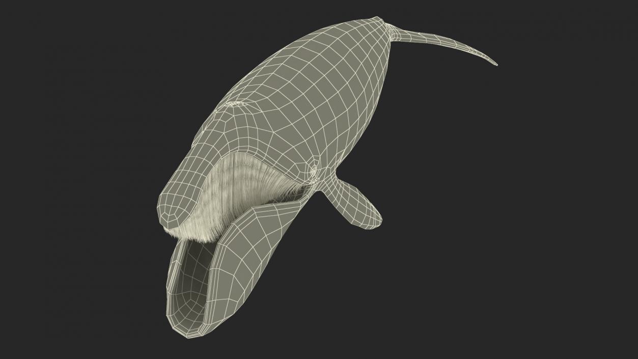 Arctic Bowhead Whale Fur 3D model