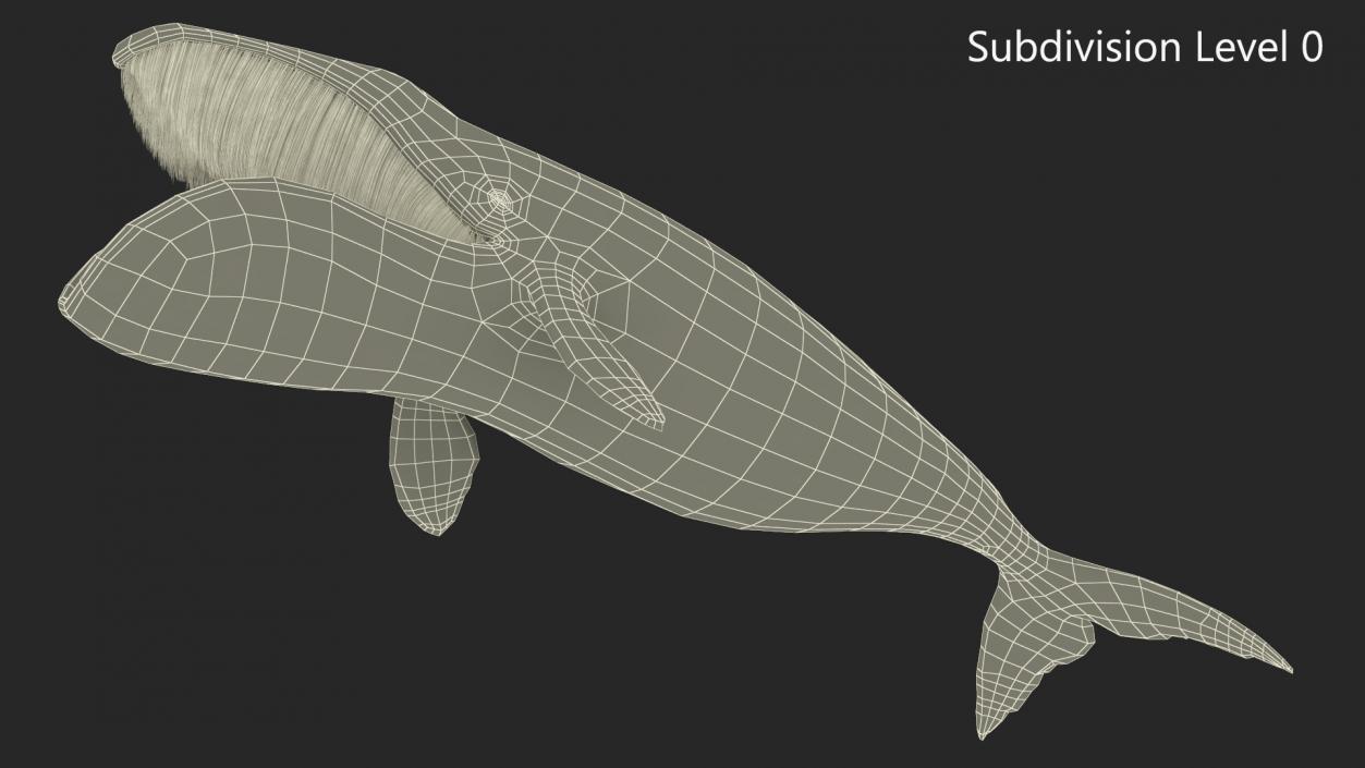 Arctic Bowhead Whale Fur 3D model