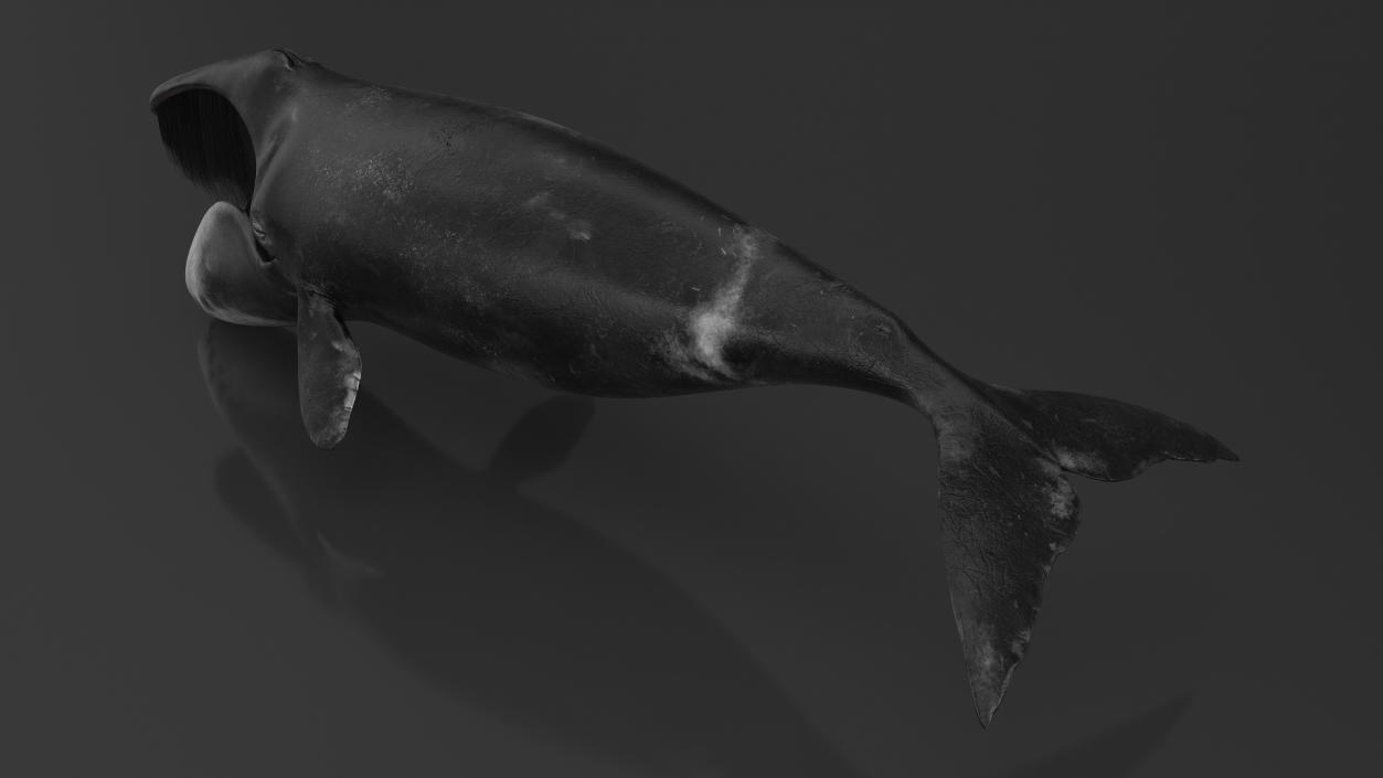 Arctic Bowhead Whale Fur 3D model