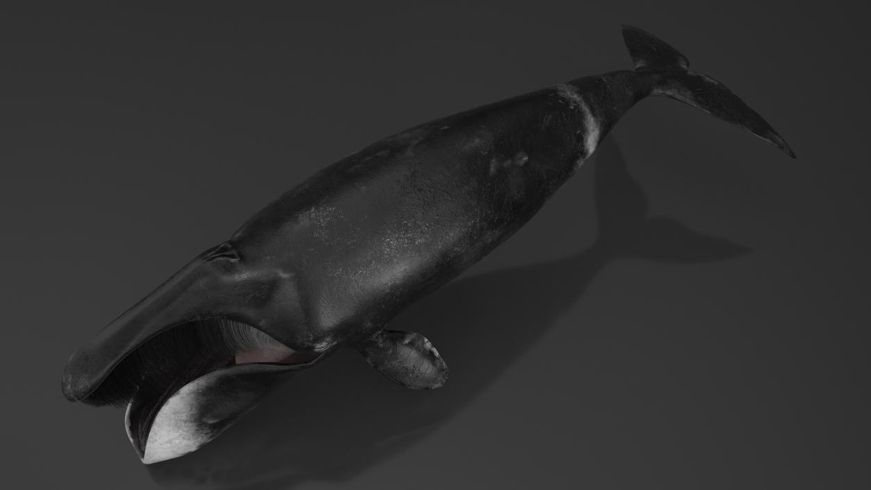 Arctic Bowhead Whale Fur 3D model