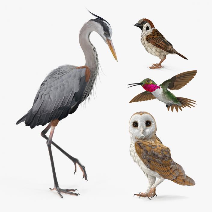 3D Birds Collection