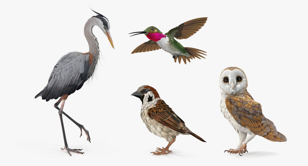 3D Birds Collection