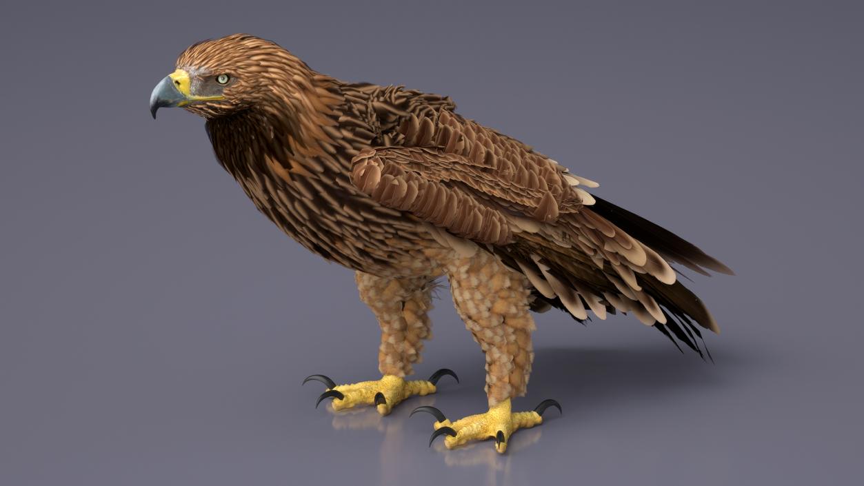 3D Imperial Eagle Standing model