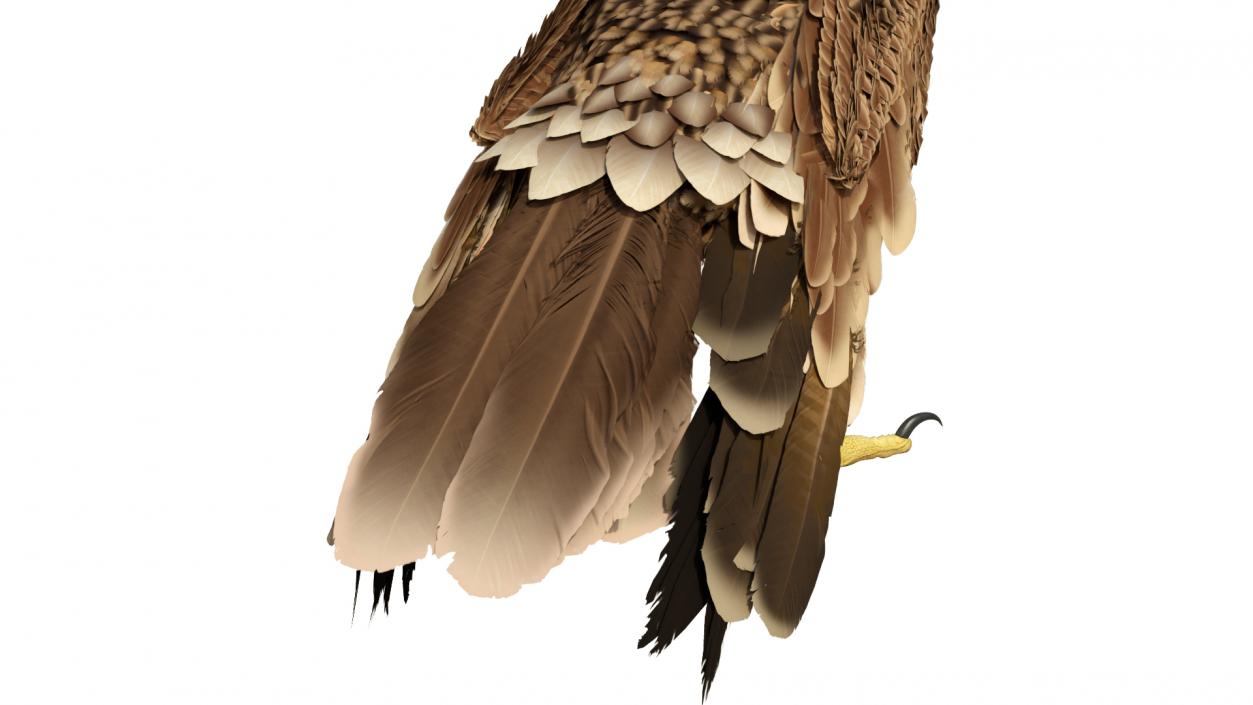 3D Imperial Eagle Standing model