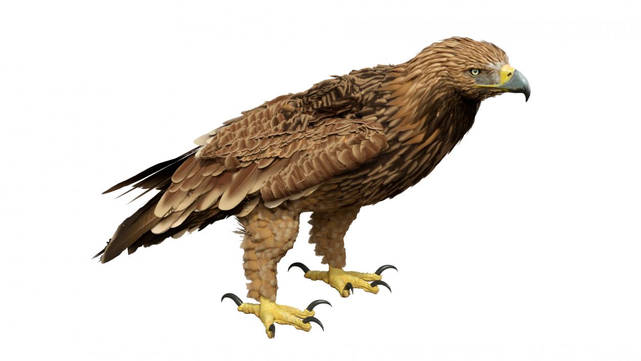 3D Imperial Eagle Standing model