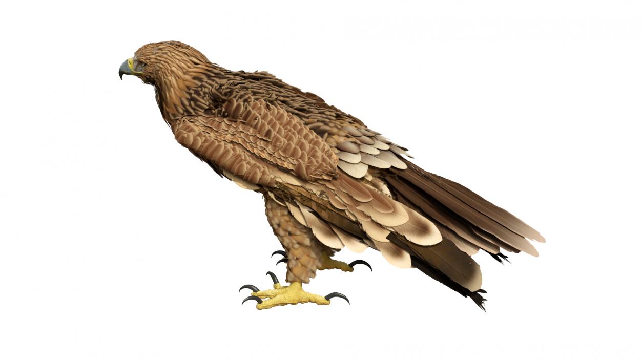 3D Imperial Eagle Standing model