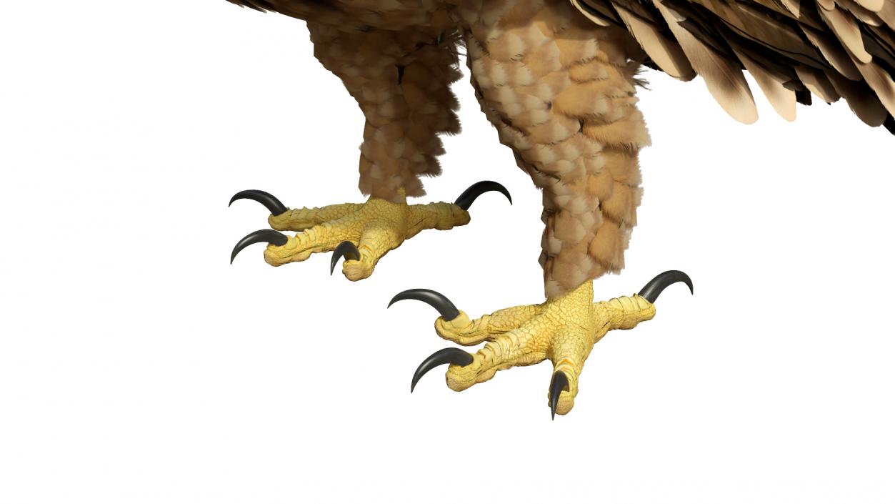 3D Imperial Eagle Standing model