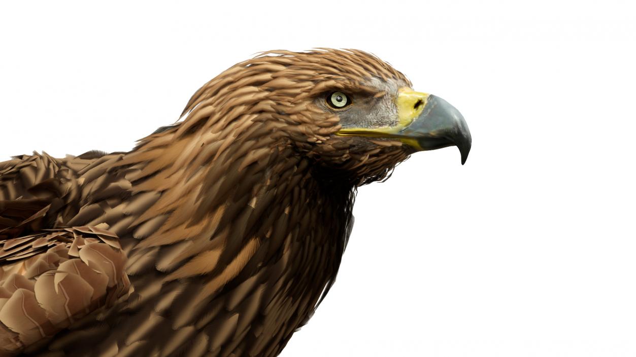 3D Imperial Eagle Standing model