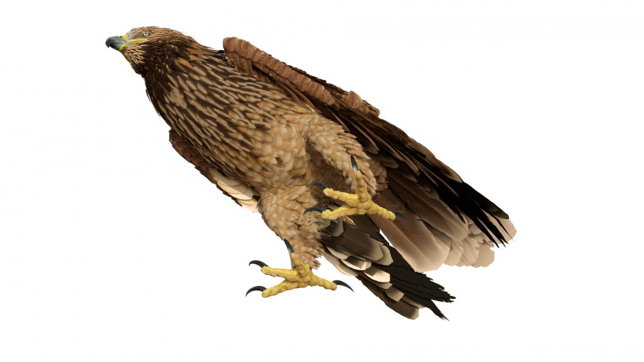 3D Imperial Eagle Standing model