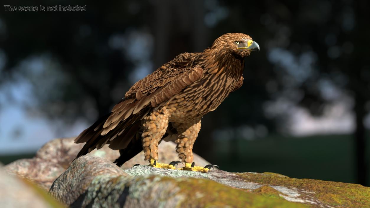 3D Imperial Eagle Standing model