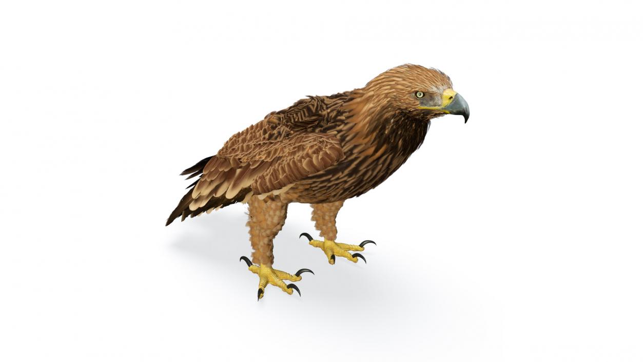 3D Imperial Eagle Standing model