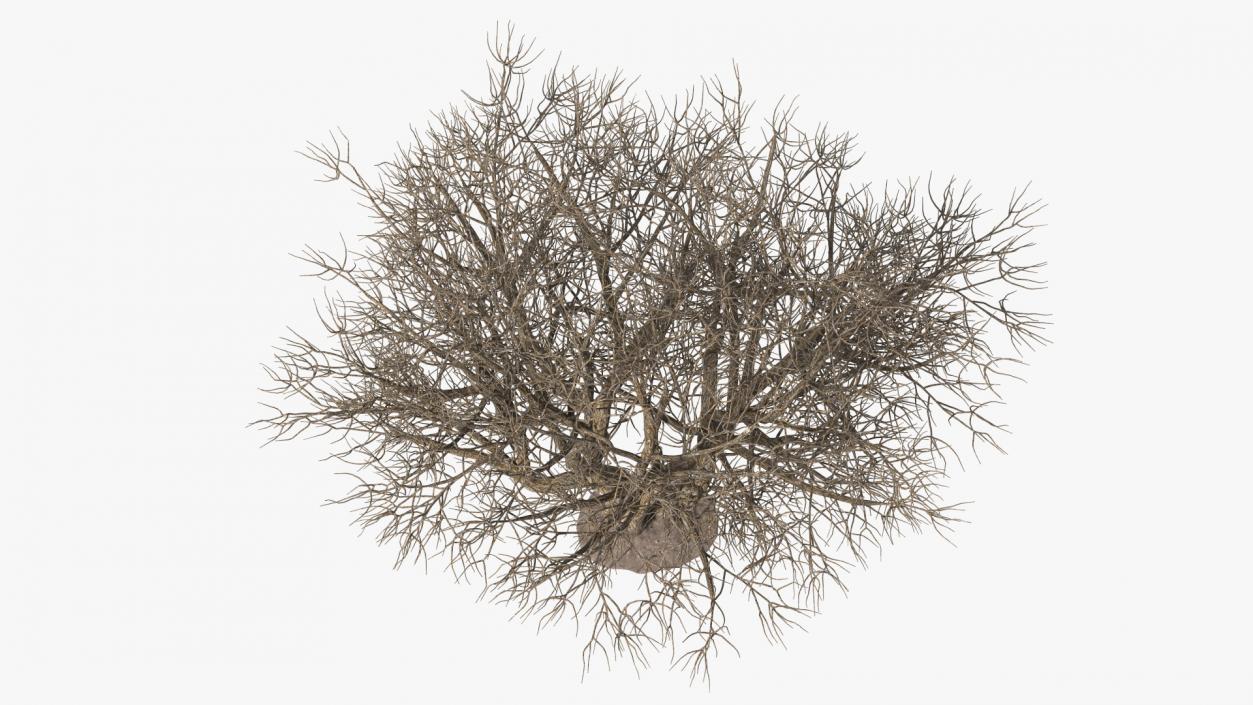 Rhododendron Bark Tree 3D