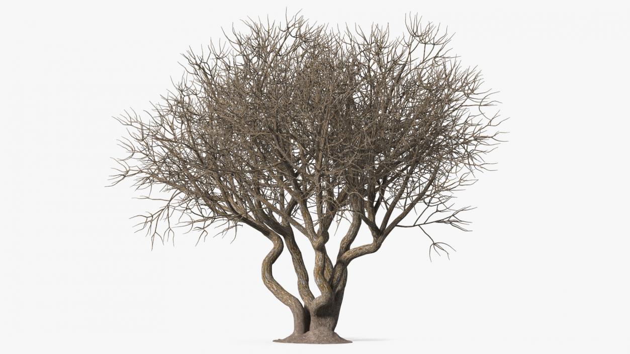 Rhododendron Bark Tree 3D