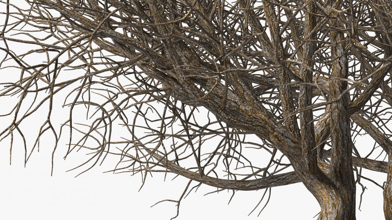 Rhododendron Bark Tree 3D