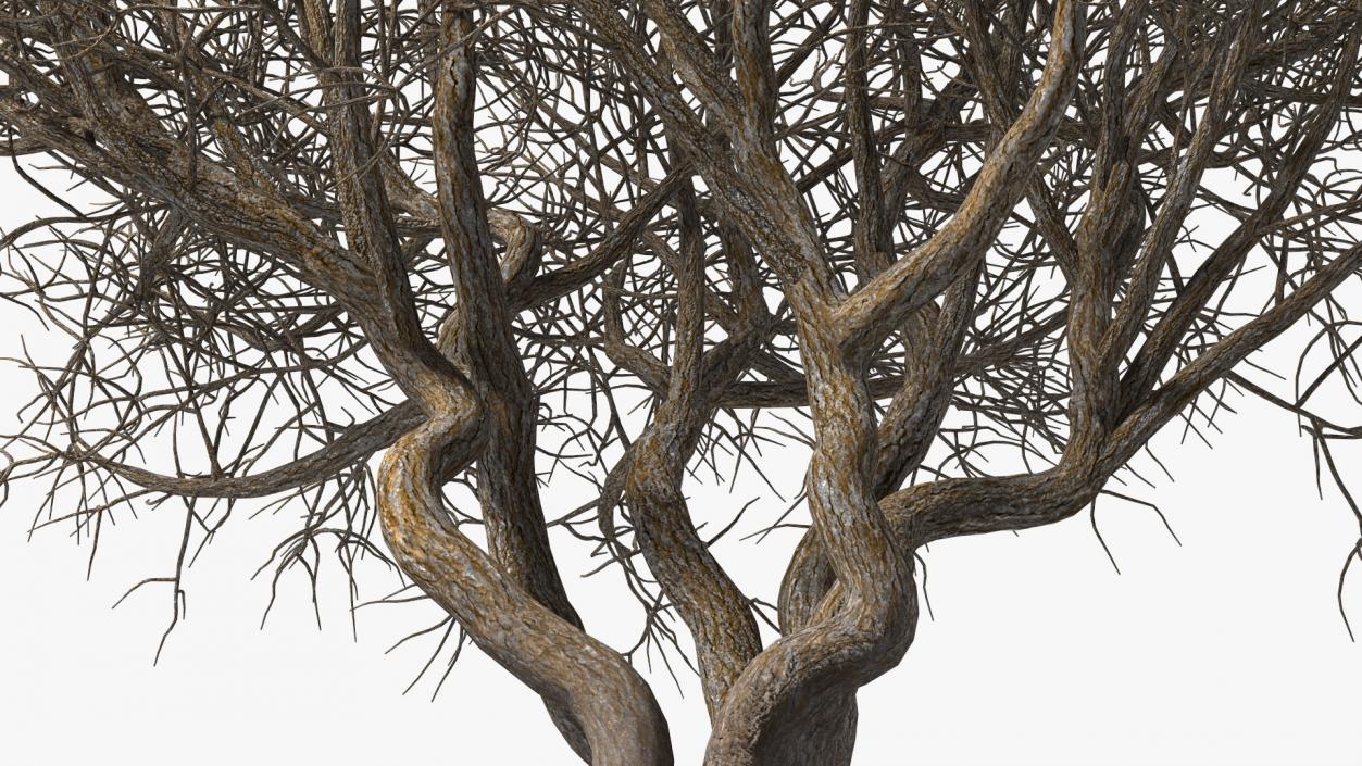 Rhododendron Bark Tree 3D